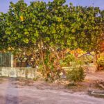Hirinaki Lounge à Fakarava – restaurant et lounge en Polynésie française